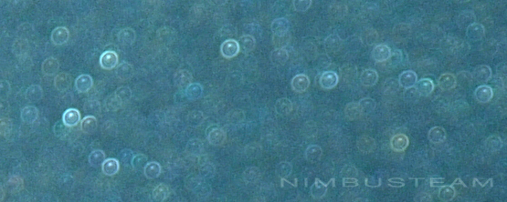 Nettoyage Mobile Citroen Nemo